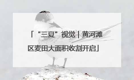 “三夏”视觉｜黄河滩区麦田大面积收割开启