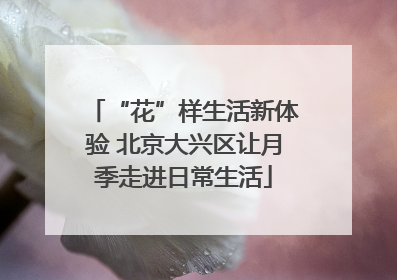 “花”样生活新体验 北京大兴区让月季走进日常生活