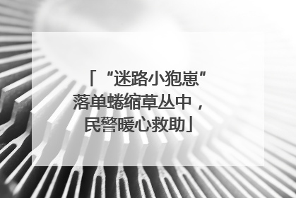 “迷路小狍崽”落单蜷缩草丛中，民警暖心救助