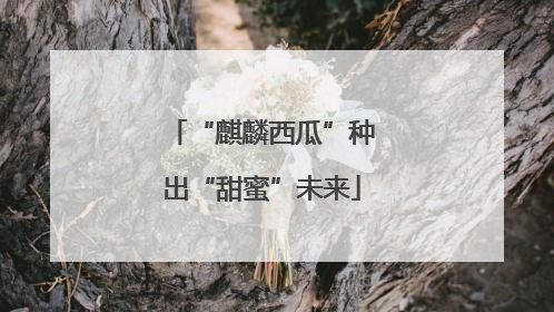 “麒麟西瓜”种出“甜蜜”未来