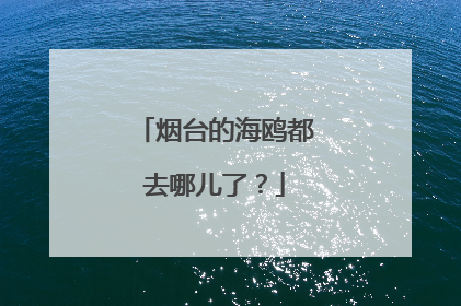 烟台的海鸥都去哪儿了？