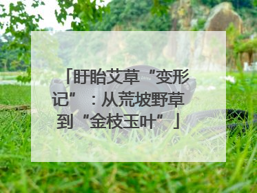 盱眙艾草“变形记”：从荒坡野草到“金枝玉叶”