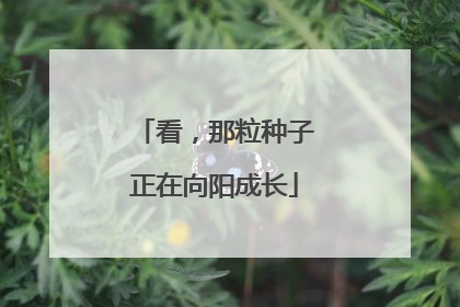 看，那粒种子正在向阳成长