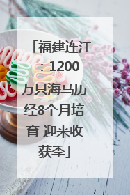 福建连江：1200万只海马历经8个月培育 迎来收获季