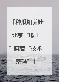 种瓜如养娃 北京“瓜王”藏着“技术密码”