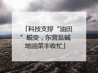 科技支撑“油田”蜕变，东营盐碱地油菜丰收忙