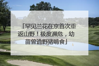 罕见兰花在京首次重返山野！极度濒危，幼苗曾遭野猪啃食