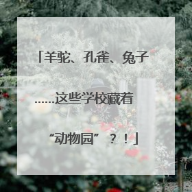 羊驼、孔雀、兔子……这些学校藏着 “动物园”？！