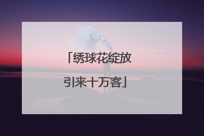 绣球花绽放 引来十万客