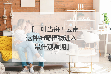 一叶当舟！云南这种神奇植物进入最佳观赏期