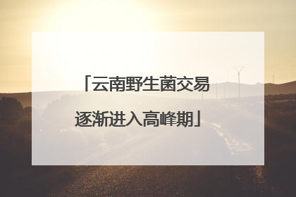 云南野生菌交易逐渐进入高峰期