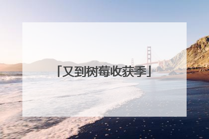 又到树莓收获季