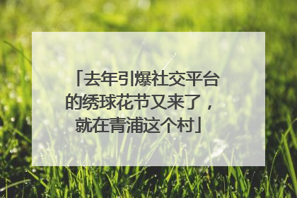 去年引爆社交平台的绣球花节又来了，就在青浦这个村