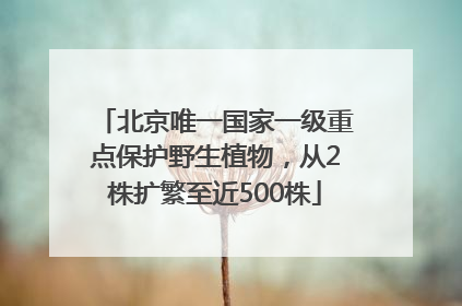 北京唯一国家一级重点保护野生植物，从2株扩繁至近500株