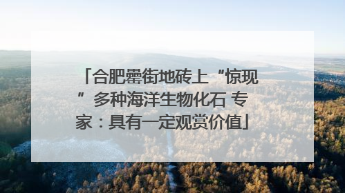 合肥罍街地砖上“惊现”多种海洋生物化石 专家：具有一定观赏价值