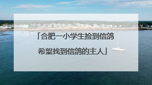 合肥一小学生捡到信鸽 希望找到信鸽的主人