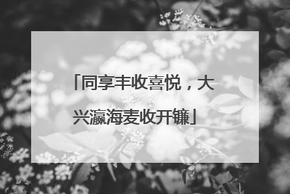 同享丰收喜悦，大兴瀛海麦收开镰