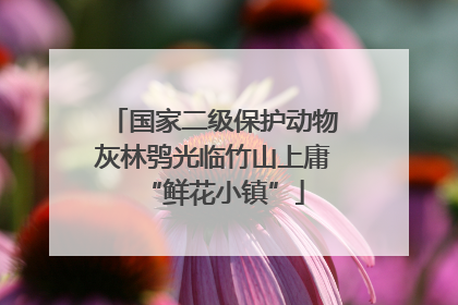 国家二级保护动物灰林鸮光临竹山上庸“鲜花小镇”