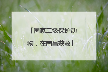 国家二级保护动物，在南昌获救