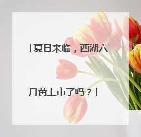 夏日来临，西湖六月黄上市了吗？