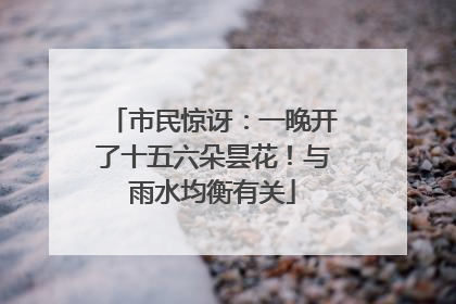 市民惊讶：一晚开了十五六朵昙花！与雨水均衡有关