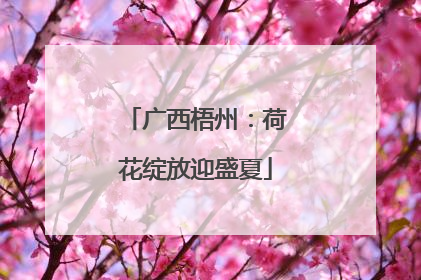 广西梧州：荷花绽放迎盛夏