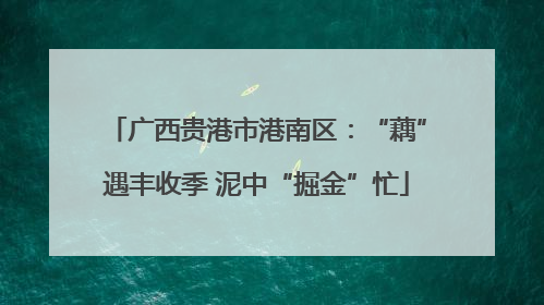 广西贵港市港南区：“藕”遇丰收季 泥中“掘金”忙