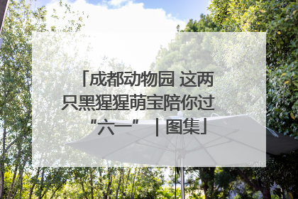 成都动物园 这两只黑猩猩萌宝陪你过“六一”｜图集