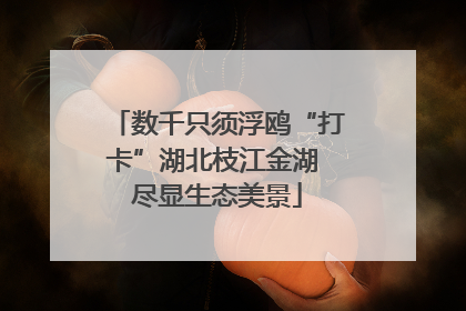 数千只须浮鸥“打卡”湖北枝江金湖 尽显生态美景