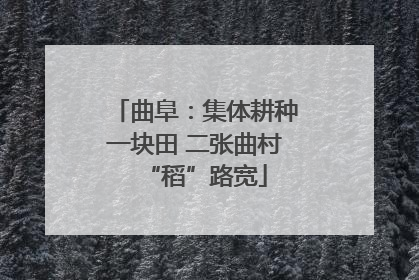 曲阜：集体耕种一块田 二张曲村“稻”路宽