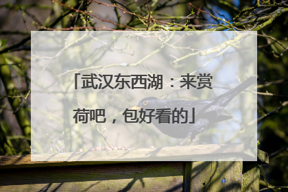 武汉东西湖：来赏荷吧，包好看的