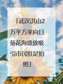 武汉洪山2万平方米向日葵花海盛放吸引市民驻足拍照