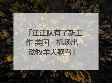 汪汪队有了新工作 美国一机场出动牧羊犬驱鸟