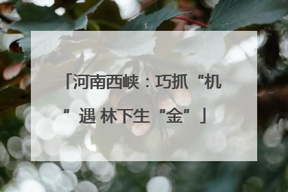 河南西峡：巧抓“机”遇 林下生“金”