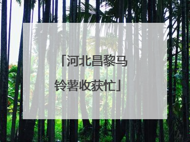 河北昌黎马铃薯收获忙