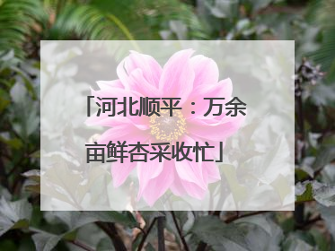 河北顺平：万余亩鲜杏采收忙