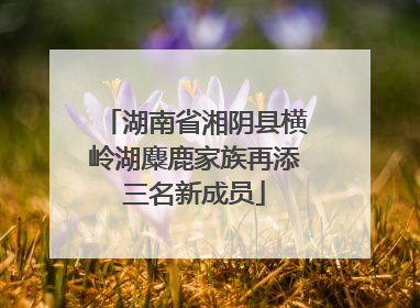 湖南省湘阴县横岭湖麋鹿家族再添三名新成员