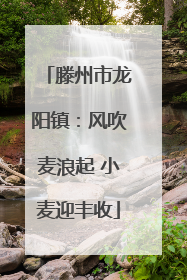 滕州市龙阳镇：风吹麦浪起 小麦迎丰收