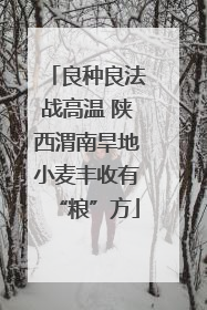 良种良法战高温 陕西渭南旱地小麦丰收有“粮”方