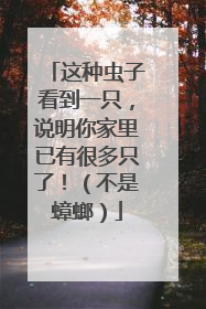 这种虫子看到一只，说明你家里已有很多只了！（不是蟑螂）