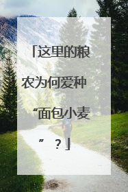 这里的粮农为何爱种“面包小麦”？