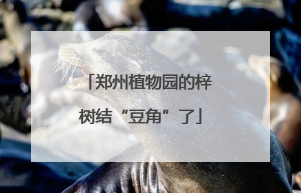 郑州植物园的梓树结“豆角”了