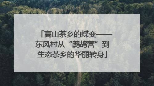 高山茶乡的蝶变——东风村从“鹧鸪营”到生态茶乡的华丽转身
