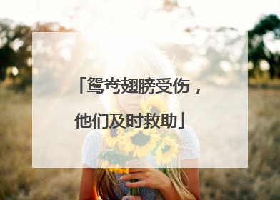 鸳鸯翅膀受伤，他们及时救助