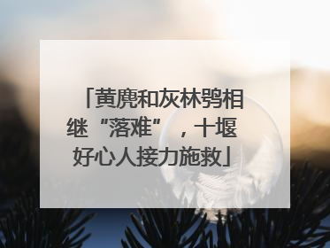 黄麂和灰林鸮相继“落难”，十堰好心人接力施救