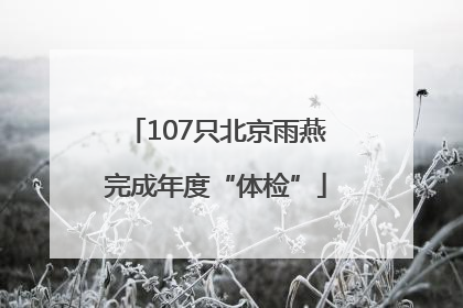 107只北京雨燕完成年度“体检”