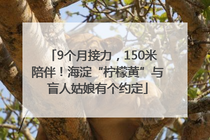 9个月接力，150米陪伴！海淀“柠檬黄”与盲人姑娘有个约定